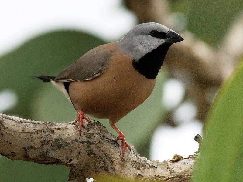 Adani's plans to protect the endangered black-throated finch have been deemed inadequate.