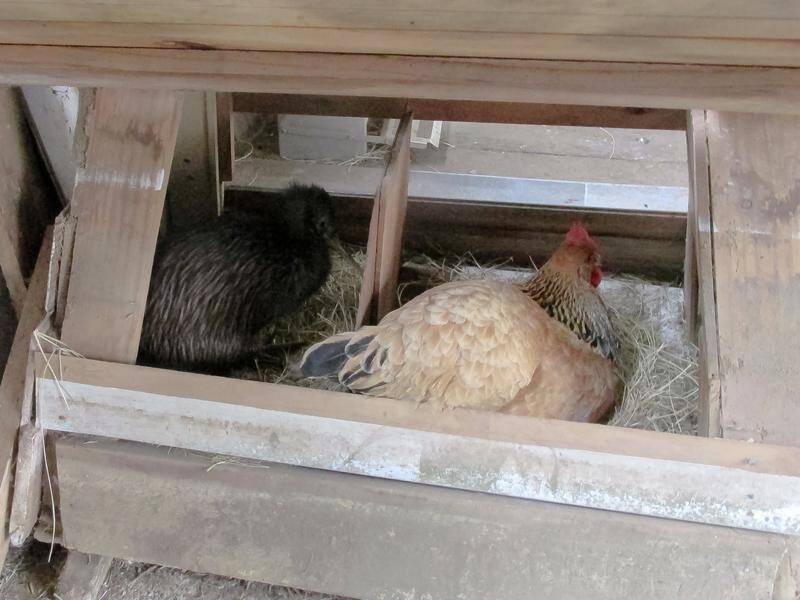 Jane Jackets' chickens were "absolutely fine" with sharing their home with a kiwi bird. (HANDOUT/NEW ZEALAND DEPARTMENT OF CONSERVATION)