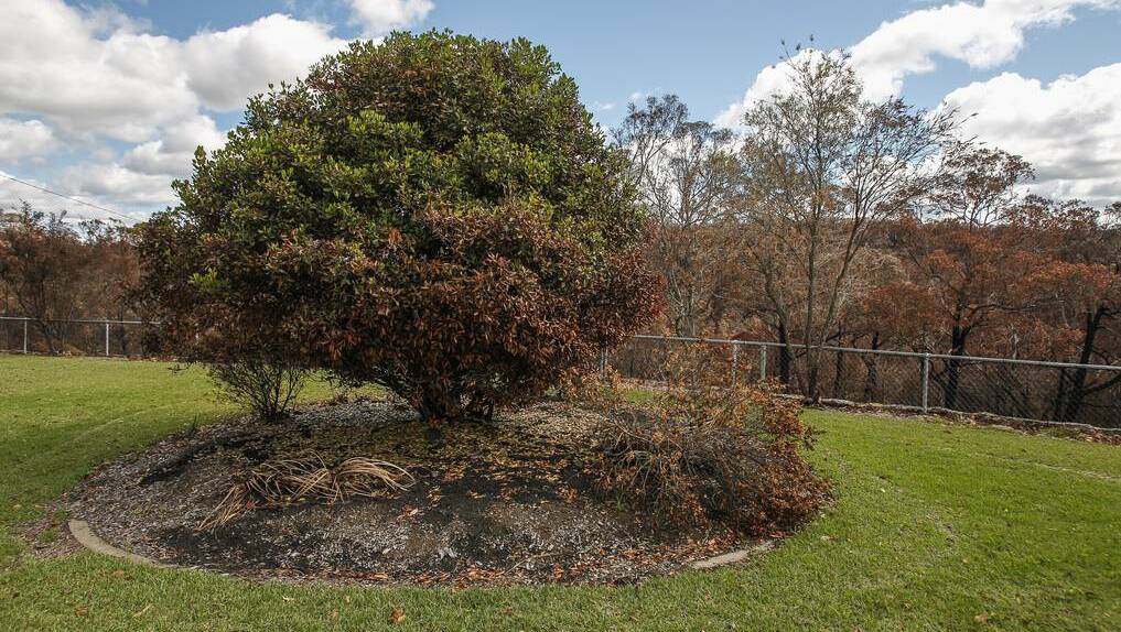An area where the fire leapt over a small garden and into the bushland beyond. Photo: CHRISTOPHER CHAN
