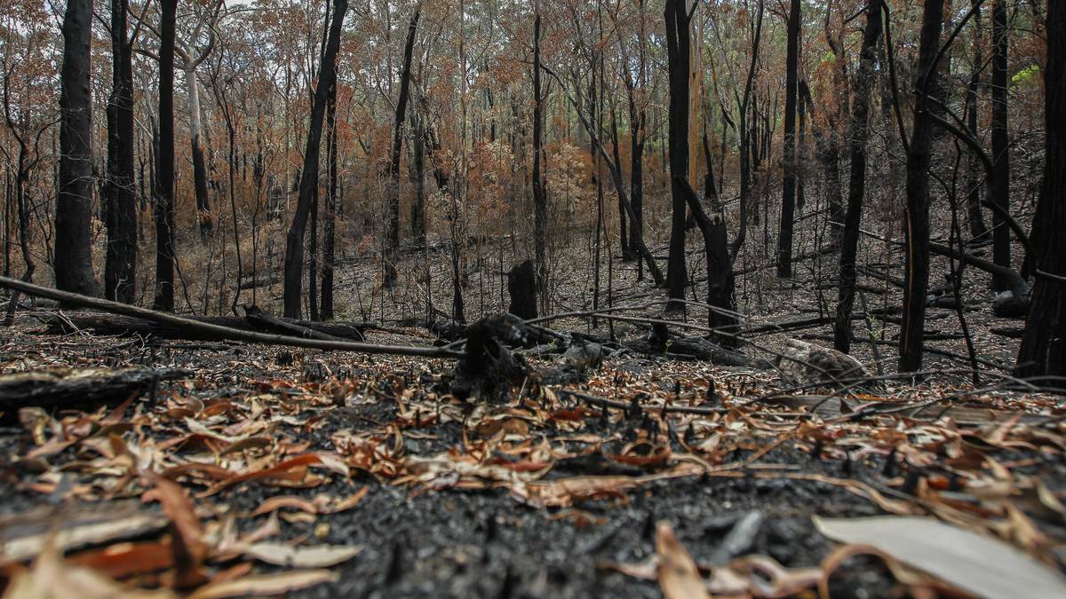 The blackened bushland on the road to the Avon dam. Photo: CHRISTOPHER CHAN