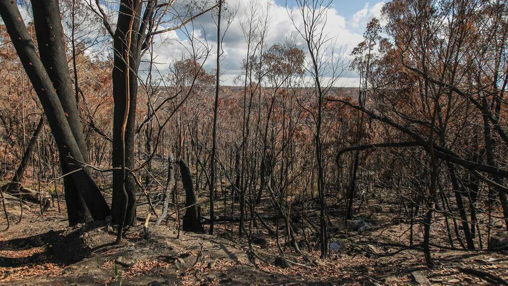 Scorched bushland directly opposite the filtration plant shows how close the fire came. Photo: CHRISTOPHER CHAN