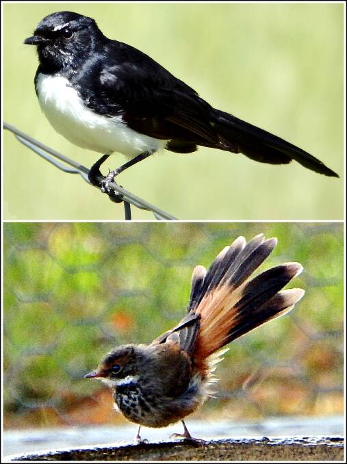 Top – A Willy Wagtail on a fence in our paddock. Bottom – One of the Rufous Fantails on our birdbath.