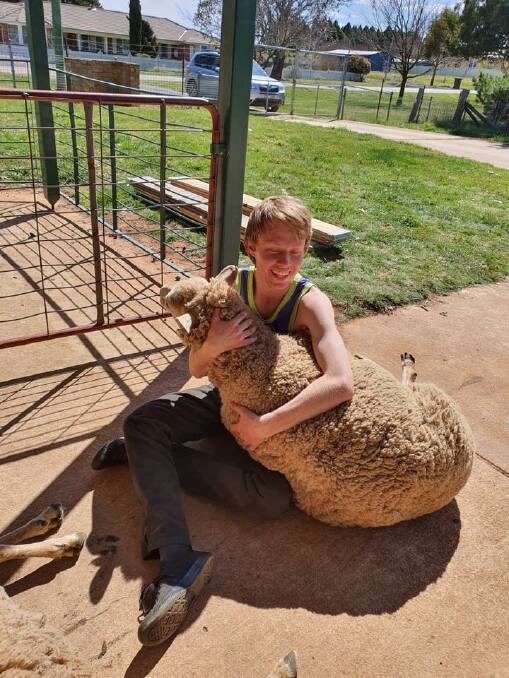 WARM AND FUZZY: Crookwell High School student Harry Laverty is happy the sheep are home safe and sound. Photo: supplied