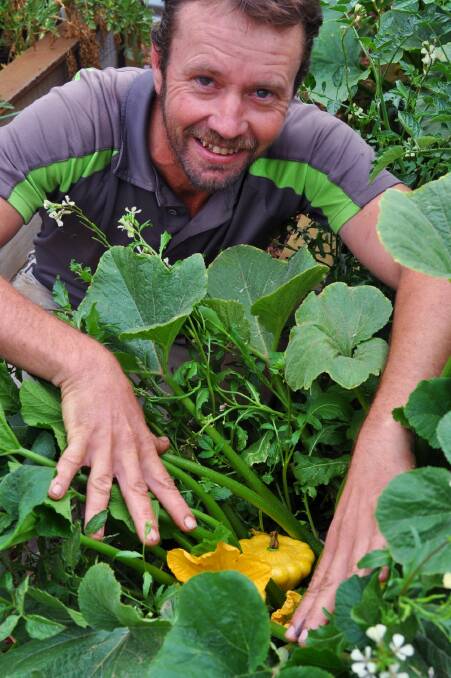 Local edible landscaper Daniel Hartwell checks on a yellow squash in Crookwell Community Garden that may be a contender at the 2020 Crookwell Show. Photo: Hannah Sparks