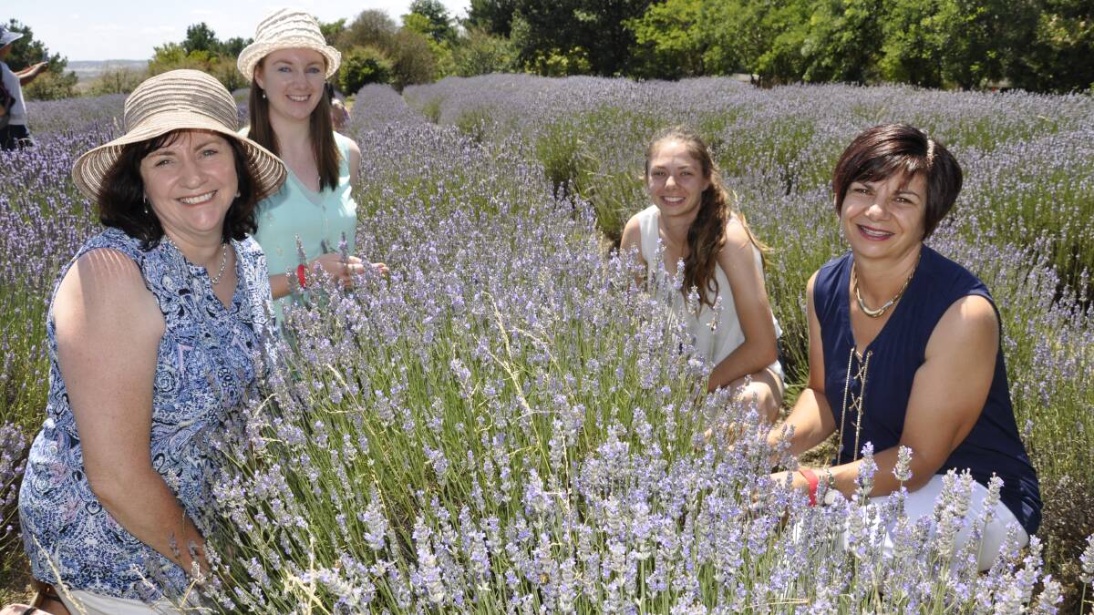 BLOOMIN' BEAUTIFUL: Felicity Poile and daughter, Jen of Collector and Kerrie Friend and daughter Emma of Parkesbourne, enjoyed a sociable day at Laggan's Lavender, Herb and Chilli Festival in 2017. Photo: Louise Thrower