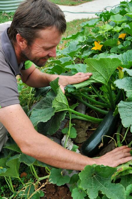 HIDDEN TREASURES: Local edible landscaper Daniel Hartwell checks on a marrow in Crookwell Community Garden that may be a contender at the 2020 Crookwell Show. Photo: Hannah Sparks