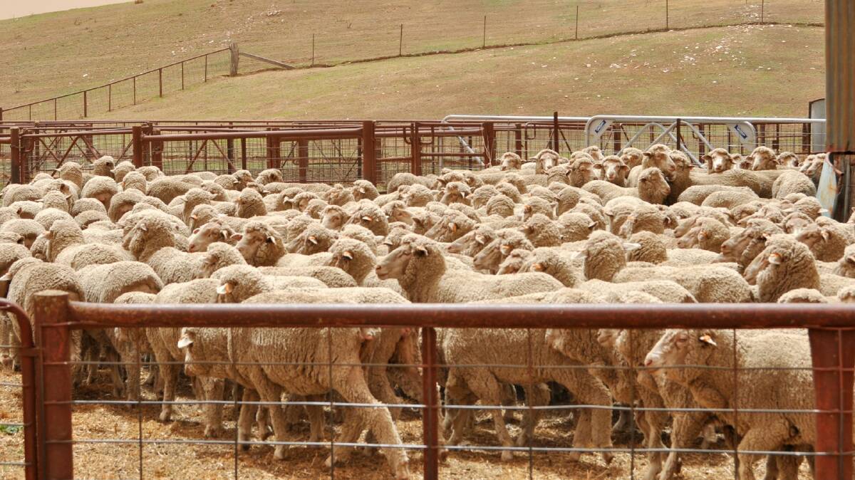 Sheep from Phils River, Crookwell entered into the 12th annual ANZ Agribusiness Crookwell Flock Ewe Competition. Photo: Hannah Sparks