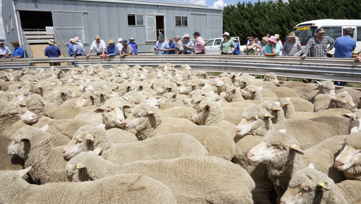 SHOW STOPPERS: A pen of ewes on show during a previous Crookwell Flock Ewe Competition. Photo: Paul Anderson