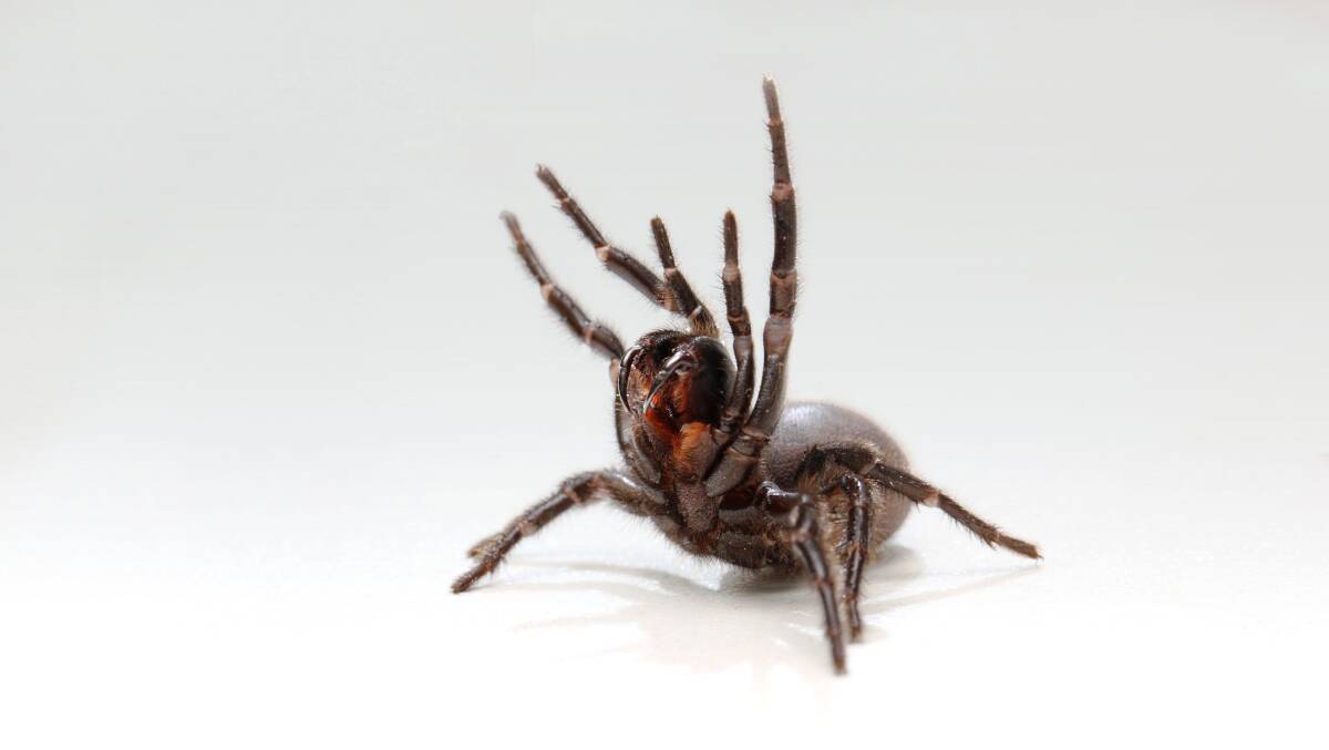 FUNNEL-WEB SPIDER: Readers report two possible sightings of the deadly spider in Southern Tablelands. Photo supplied