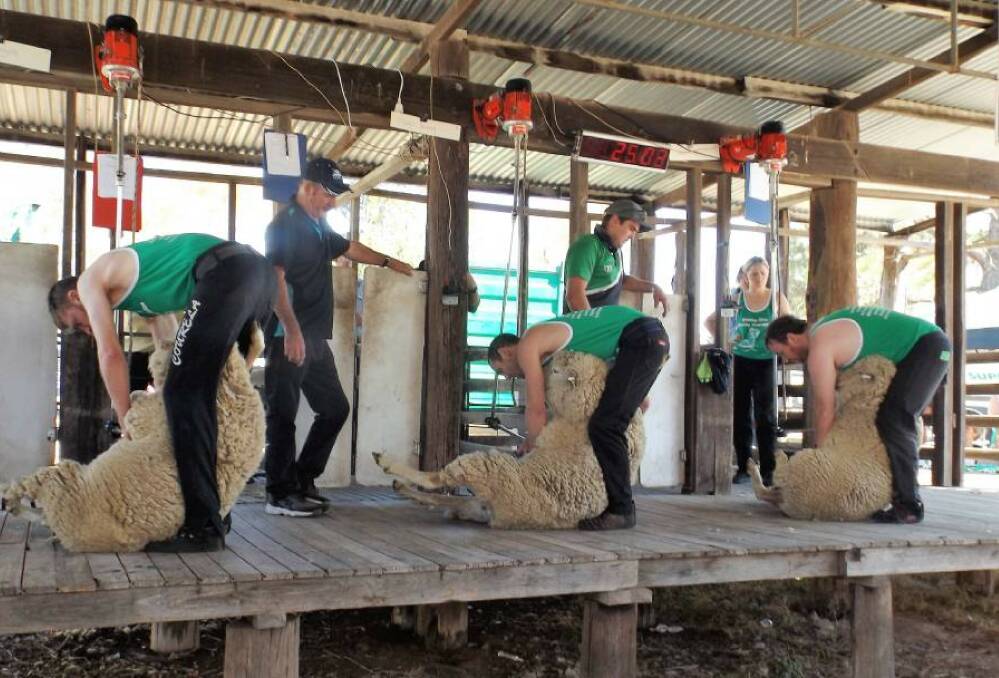 Pumped up: Shearing will be among one of the many competitions during the Gunning Show at the Gunning Showground on Sunday, February 17. 