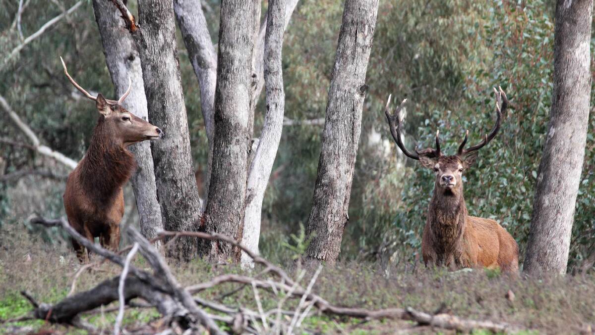 INVASIVE SPECIES: A major push is now underway to tackle the escalating threat of feral deer. 